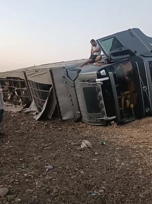 Siverek’te büyükbaş hayvan yüklü tır devrildi
