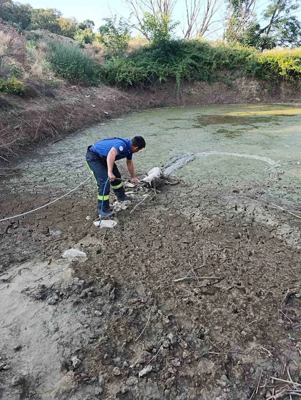 Balçıkta mahsur kalan kuzu operasyonla kurtarıldı

