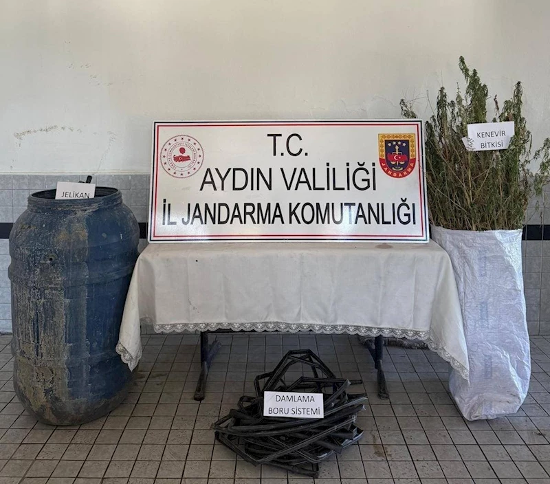 Buharkent’te 40 kök kenevir ele geçirildi
