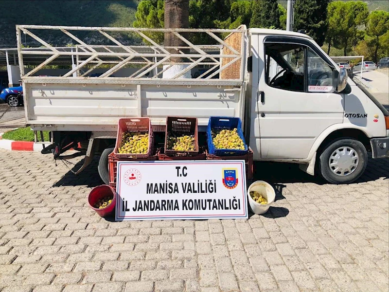 Kırkağaç’ta meyve bahçesinden incir çalan 5 kişi suçüstü yakalandı

