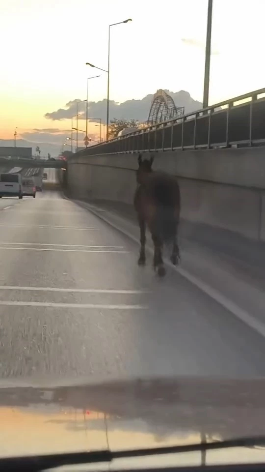 Başıboş at trafikte tehlike saçtı
